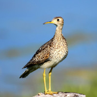 Upland Sandpiper